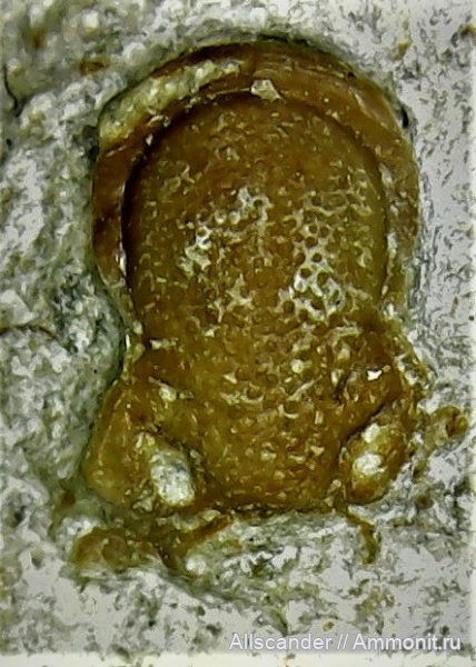 Proetidae, Phillipsiidae, Linguaphillipsia tulensis
