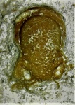 Linguaphillipsia tulensis (Ivanov et Weber in Weber, 1937), кранидий