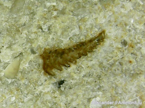 рыбы, визе, шипы рыб, тульский горизонт