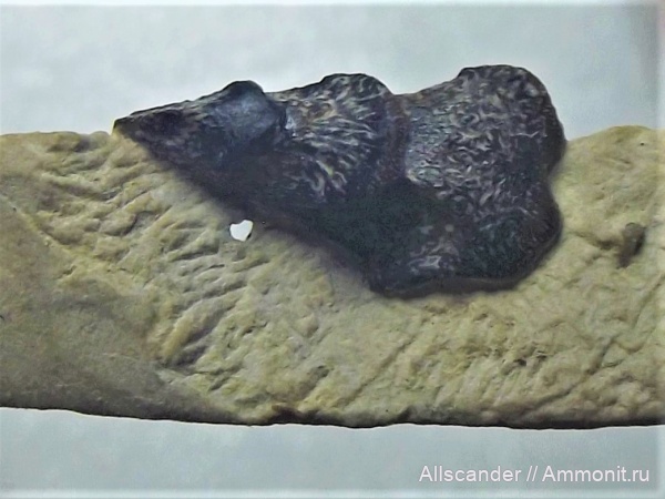 Тульская область, зубы рыб, Janassa, petаlodontiformes, Obruchevodidae, Fissodopsis