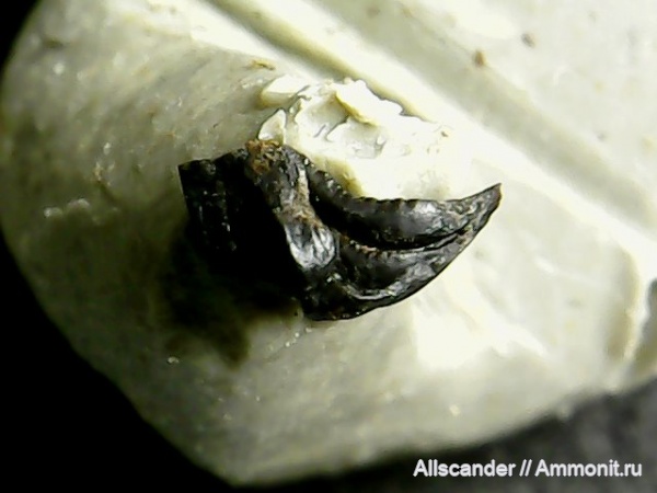 ?, Тульская область, Petalodontiformes, Harpacodus, зубы рыб