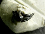 Harpacodus (?)- зубная линия, микро