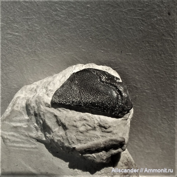 Chondrichthyes, визе, зубы рыб