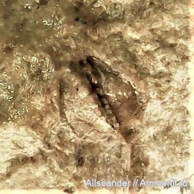 визе, клешни, Crustacea, Malacostraca, тульский горизонт