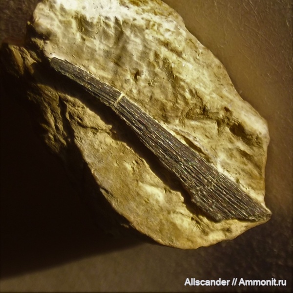 Chondrichthyes, шипы рыб