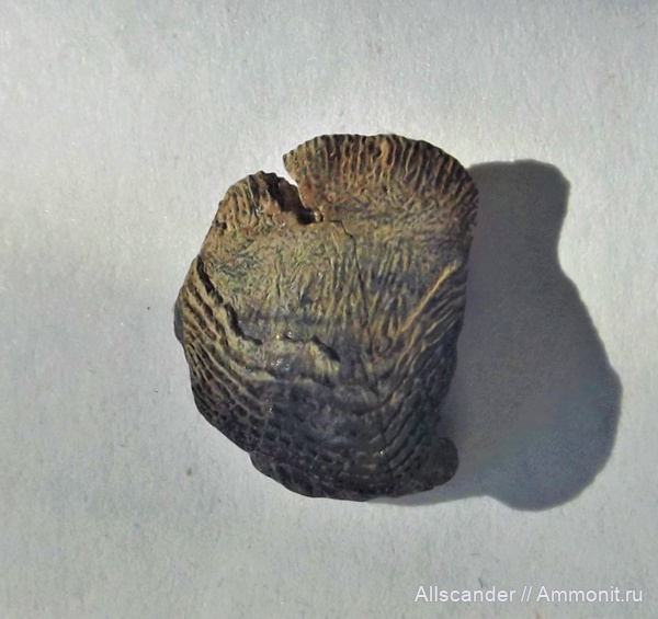 Chondrichthyes, Petalodontiformes, зубы рыб, Janassa, тульский горизонт