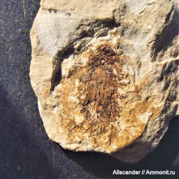 граптолиты, визе, тульский горизонт