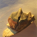 Petalorhynchus из дедиловского карьера