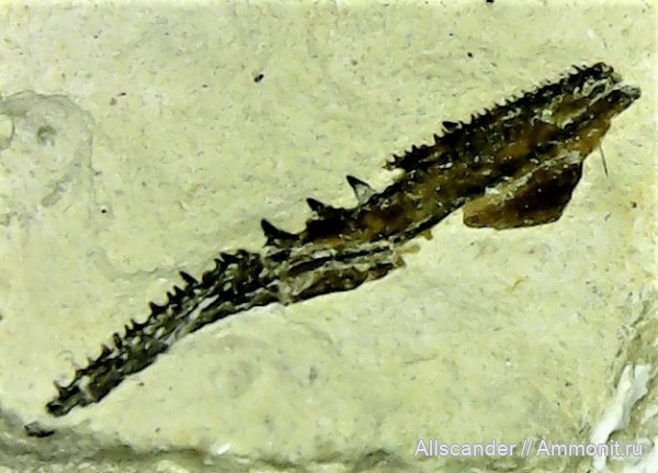 визе, Palaeonisciformes, челюсти, челюсти рыб, Chondrostei, палеониски