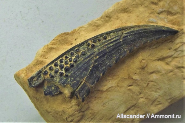 Menaspiformes, Erismacanthus, шипы рыб