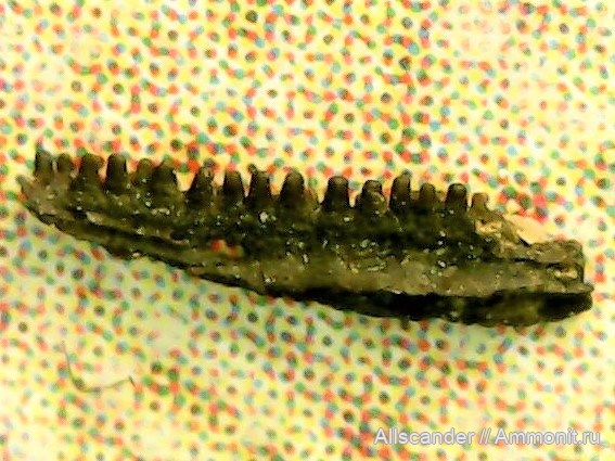 визе, челюсти, тульский горизонт