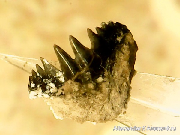 визе, Petalodontiformes, Pristodus, зубы рыб, Pristodontidae, тульский горизонт