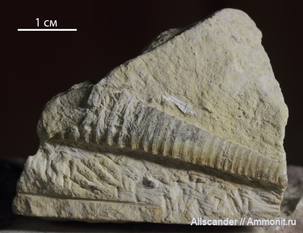 визе, Cycloceras, Orthocerida, тульский горизонт