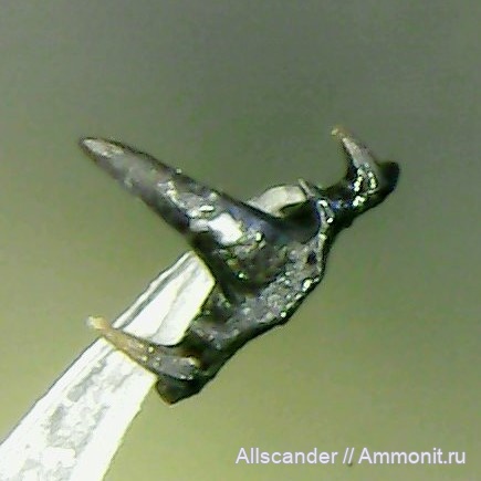 Symmoriiformes, зубы рыб, Symmoriidae, Denaea, тульский горизонт