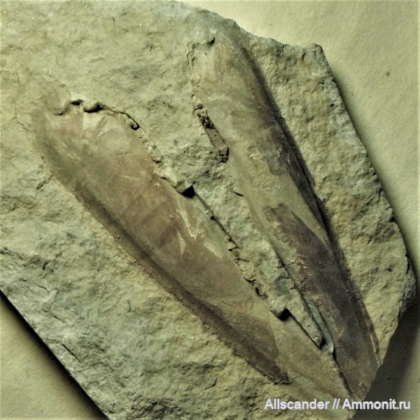 двустворчатые моллюски, тульский горизонт, Solenomorpha