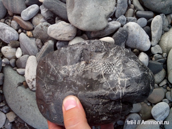 археоциаты