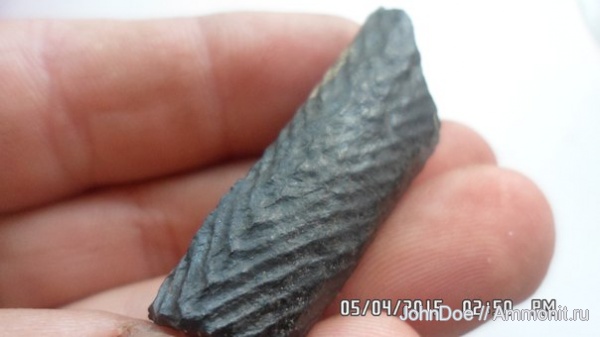 окаменелость