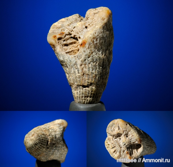 карбон, кораллы, палеозой, кишечнополостные, беспозвоночные, ругозы, Rugosa