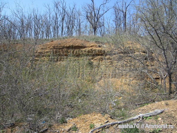 ракушечник, Петровка, понтический