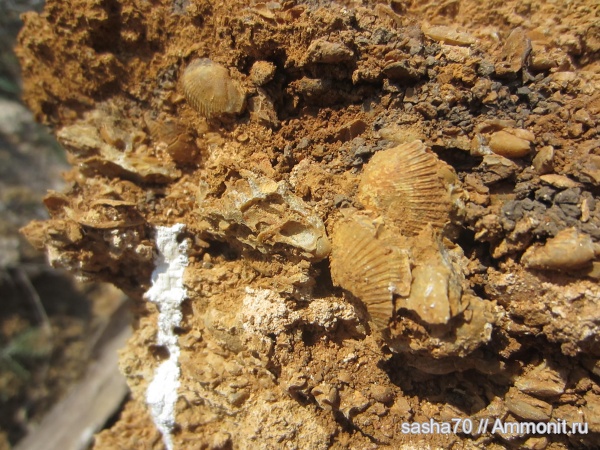 ракушечник, Петровка, понтический