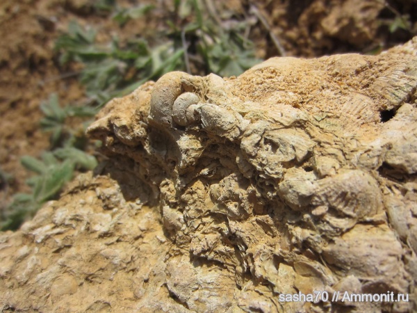 ракушечник, Петровка, понтический