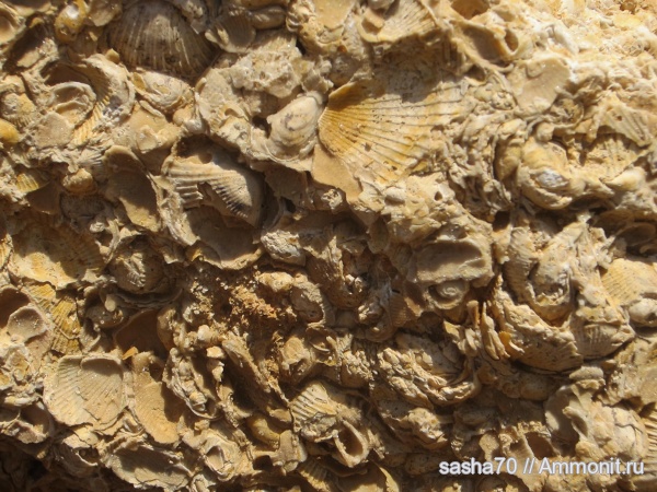 ракушечник, Петровка, понтический