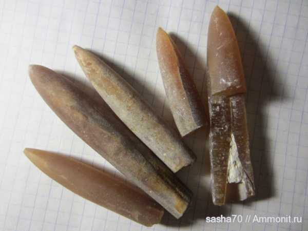 белемниты, Каменск-Шахтинский, belemnites