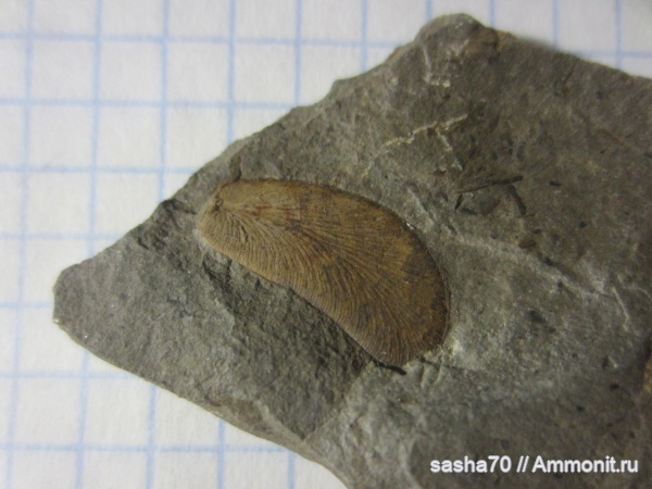 карбон, палеозой, отпечатки