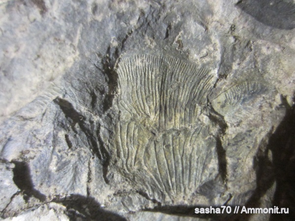 Подскажите, что это?