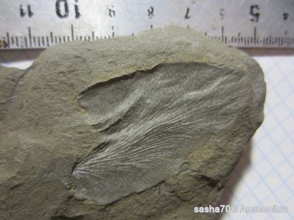 карбон, палеозой, отпечатки