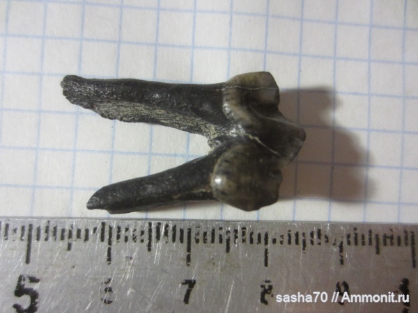 окаменелости, зубы