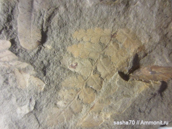 карбон, палеозой, отпечатки