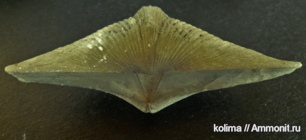 Cyrtospirifer, Cyrtospirifer rudkinensis, Spiriferida