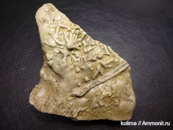 ихнофоссилии