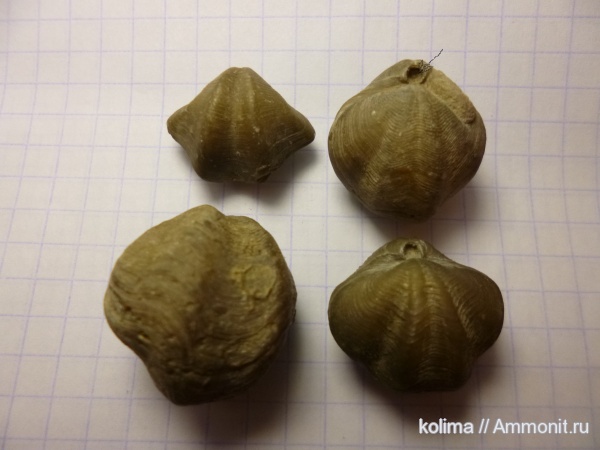 Athyridida, Anathyris, Anathyris helmersenii