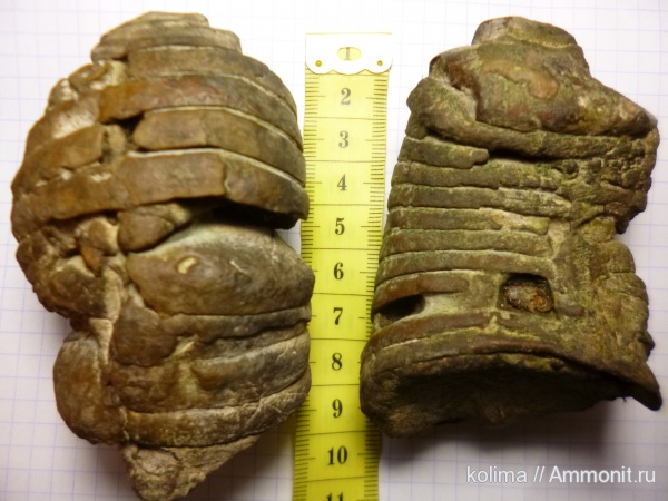 Nautiloidea, Discosorida