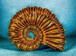 Кosmoceras spinosum Кosmoceras spinosum