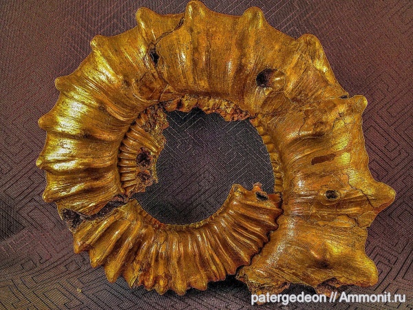 аммониты, келловей, Peltoceras, Ammonites, Callovian, Middle Jurassic