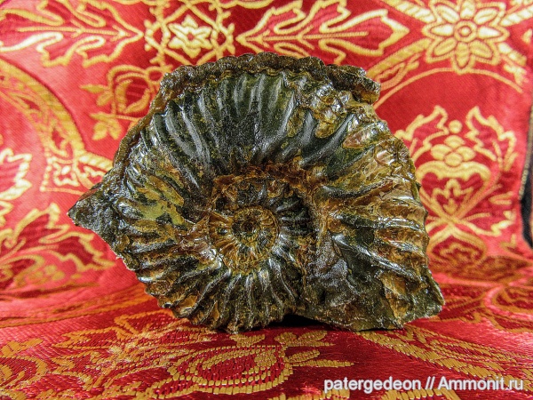 аммониты, Deshayesites, апт, Ammonites, Aptian
