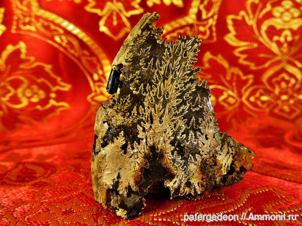 аммониты, келловей, Ammonites, Callovian, Middle Jurassic