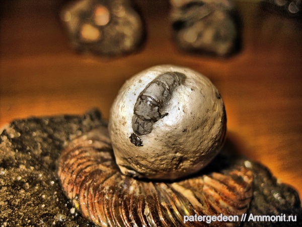 келловей, раки, креветки, Callovian, Middle Jurassic