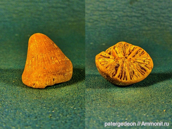 кораллы, апт, Scleractinia, Aptian