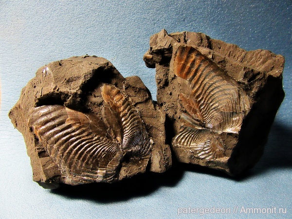 келловей, Goniomya, Callovian, Middle Jurassic