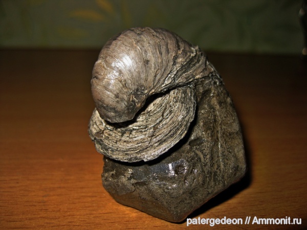 келловей, Gryphaea dilatata, Callovian, Middle Jurassic