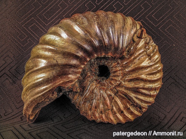 Deshayesites, апт, Широкий Буерак, Aptian