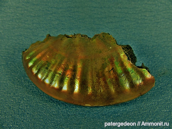 аммониты, Lunuloceras, келловей, микроскульптура, Ammonites, Callovian, Middle Jurassic