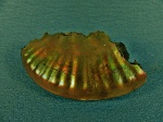 Фрагмент аммонита Lunuloceras sp.