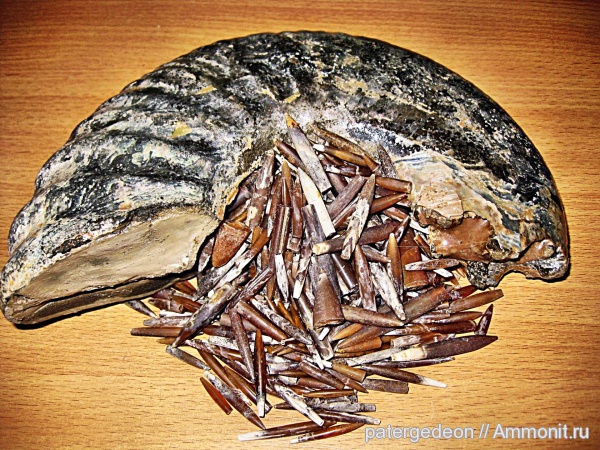 белемниты, Deshayesites, апт, Aptian, belemnites