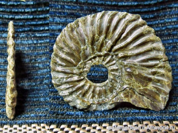 аммониты, Deshayesites, апт, Ammonites, Широкий Буерак, Aptian