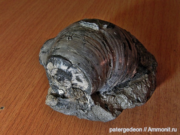 келловей, Gryphaea, Serpula limax, Epizoans, Callovian, Middle Jurassic, ксеноморфизм, xenomorphism